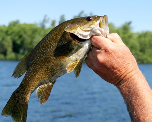 Fisherman displays a Small Mouth Bass with the lake and shore in the background
